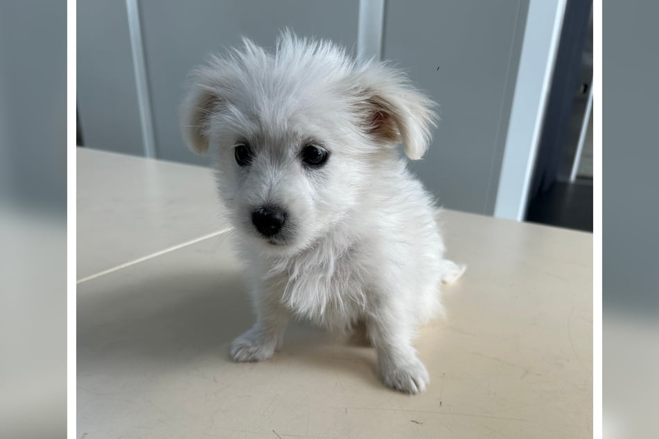 Los agentes de aduanas encontraron a este cachorro, que aún era demasiado joven para ser transportado.