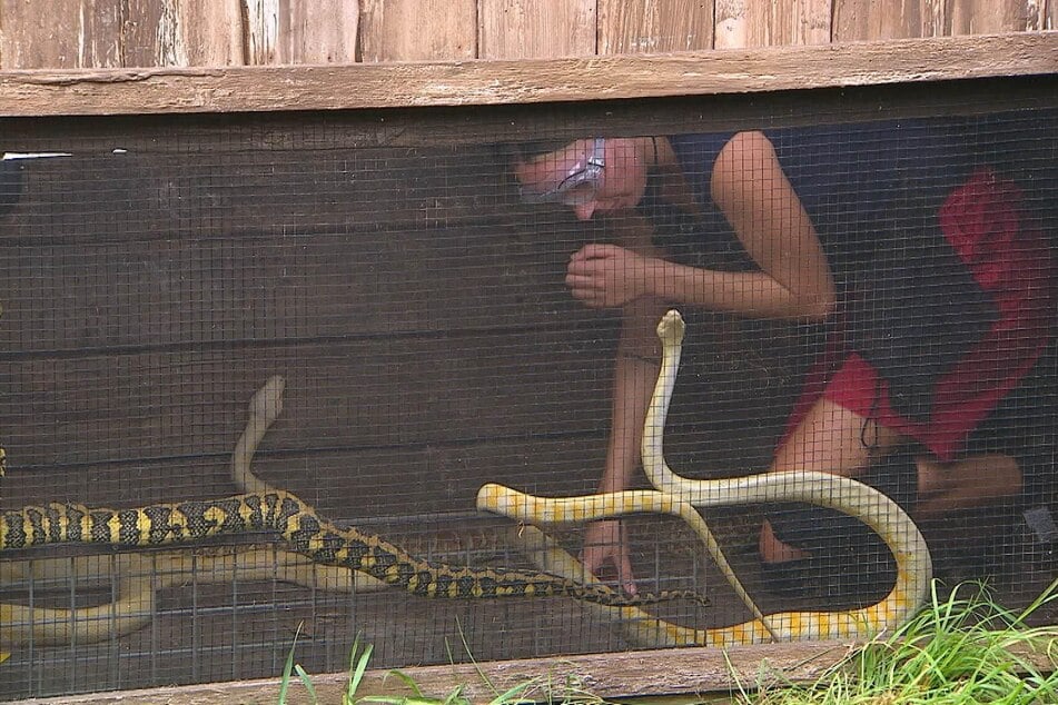 Die ungezügelte Flora und Fauna Australiens ist zu viel für Alessia.