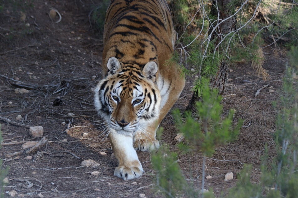 Die Tiere kommen meistens aus privater Haltung und würden in der Wildnis nicht überleben.