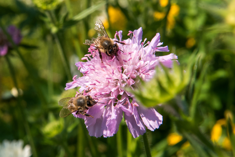 Um den Bienen zu helfen, kann man im Garten Wildblumen oder Küchenkräuter pflanzen!