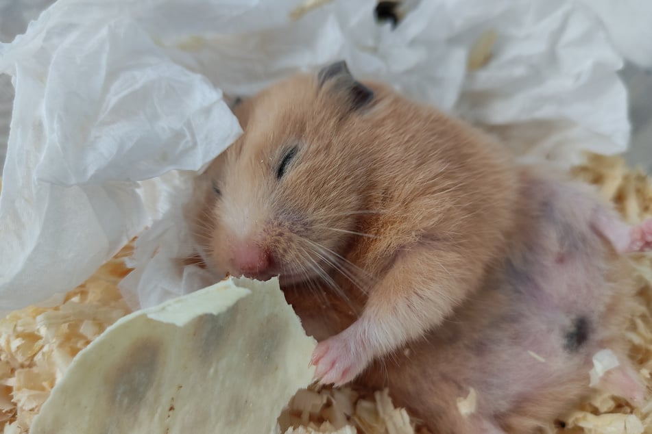 Schläft ein Hamster ungewöhnlich viel, könnte ihm zu kalt sein.