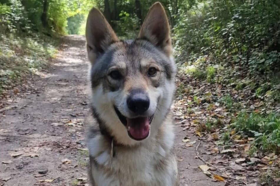 Wolfshund Nanouk wurde durch das Veterinäramt eingeschläfert.