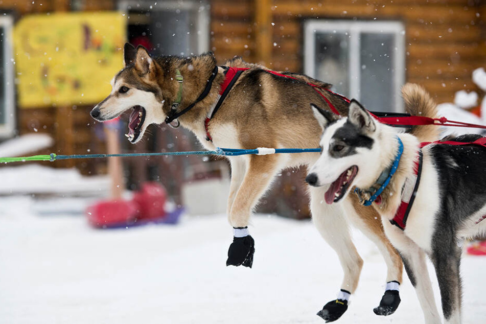 Normalerweise ist Alaska für seine Kälte und Hundeschlittenrennen im Winter bekannt. Diesen Sommer macht jedoch die Hitze Schlagzeilen.