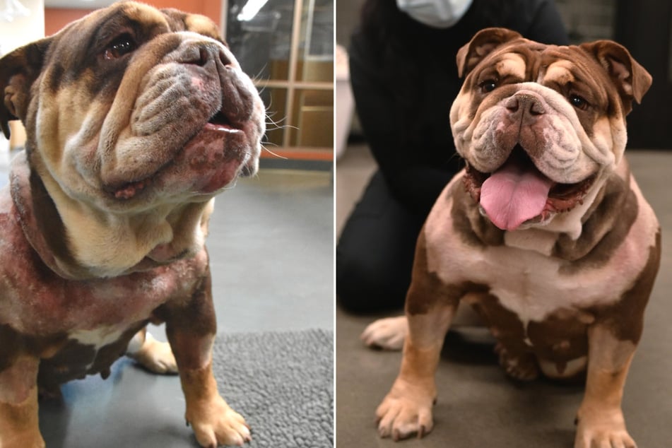 Een verwoestende wond had bijna het leven van bulldog Petunia gekost.