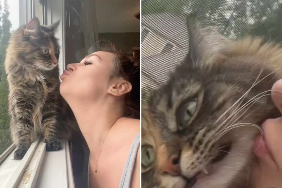 Cat owner's kisses hilariously rebuffed by spicy calico kitty!