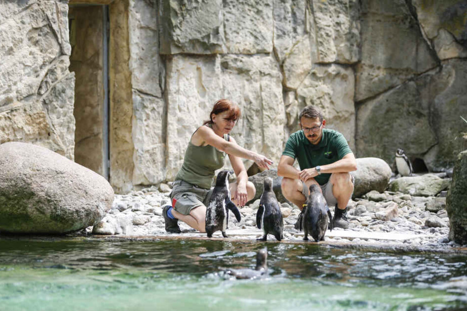 Kurator Matthias Hendel (37) und Tierpflegerin Kerstin Kunadt (54) im Gehege.