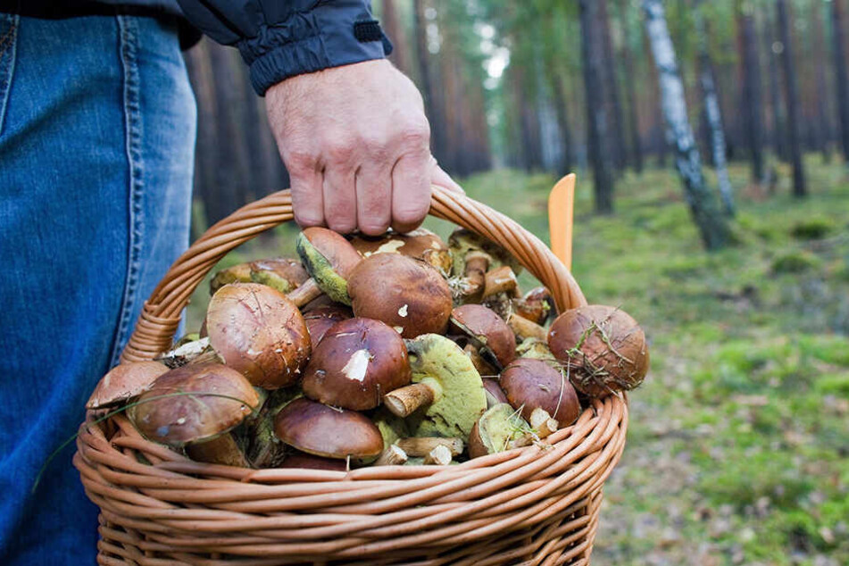 Das Wetter beschert den Pilzsammlern derzeit volle Körbe.