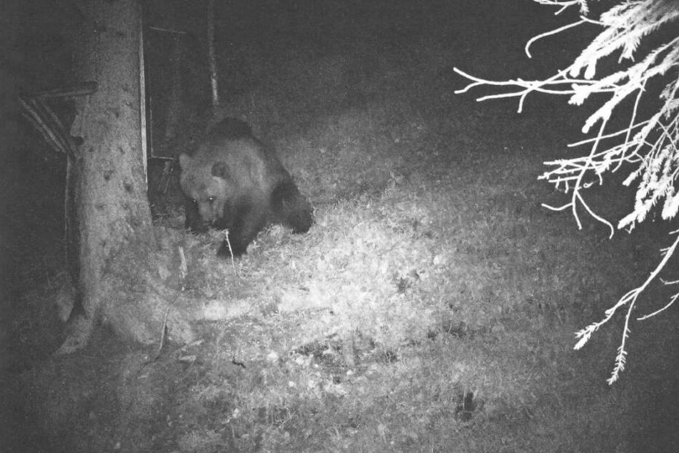 Eine Wildkamera hat im Bereich des Klausenwaldes bei Reutte im Tiroler Außerfern einen Bären aufgenommen.