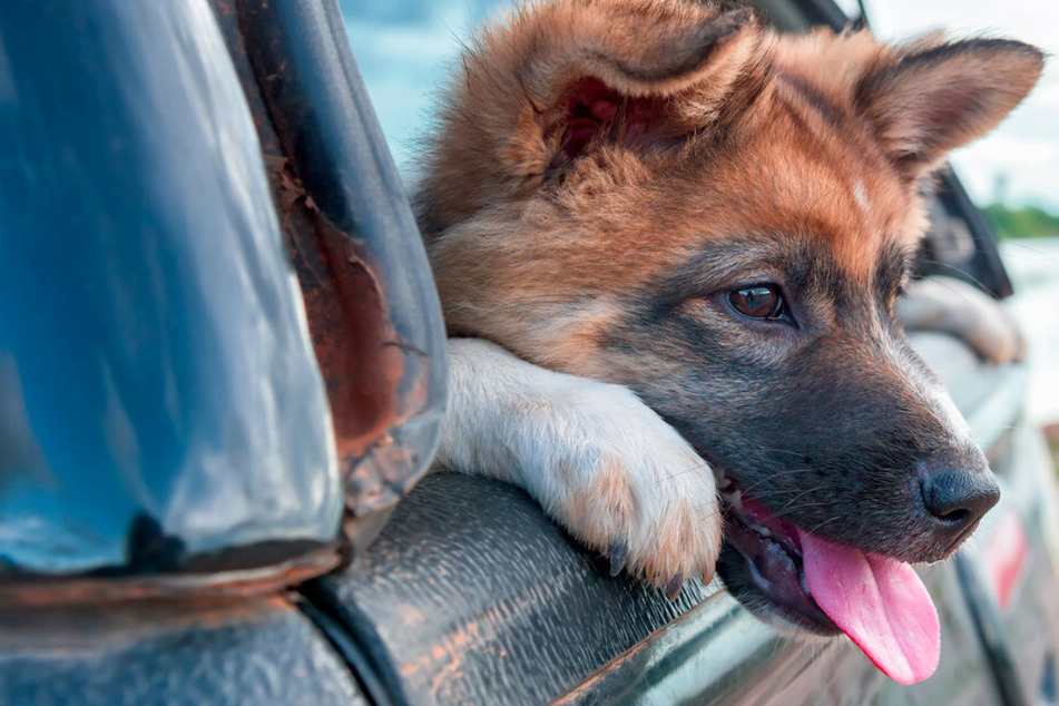 Die Polizei warnt immer wieder vor den Gefahren der stehenden Hitze, die sich in parkenden Autos bildet. Hunde oder Kleinkinder sollten deshalb niemals allein zurückgelassen werden. (Symbolfoto)