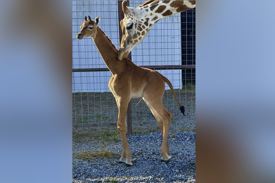 Einzigartiges Giraffen-Baby in Zoo geboren!