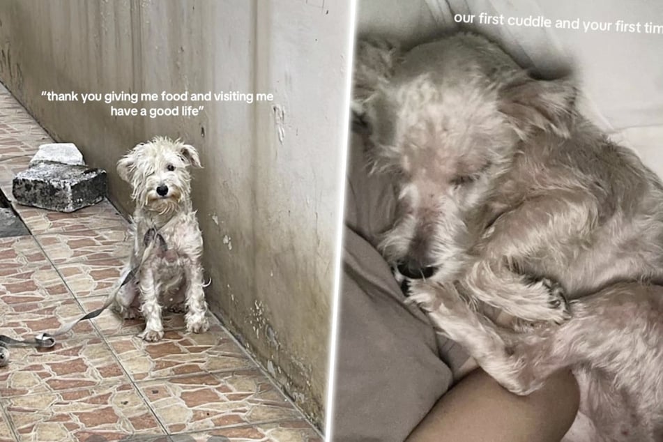 Cuatro años pasó el perro atado frente a una casa.