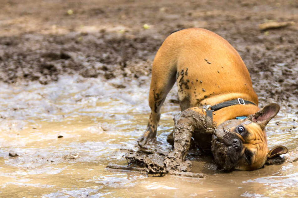 Hund baden: Wie oft sollte man das tun?