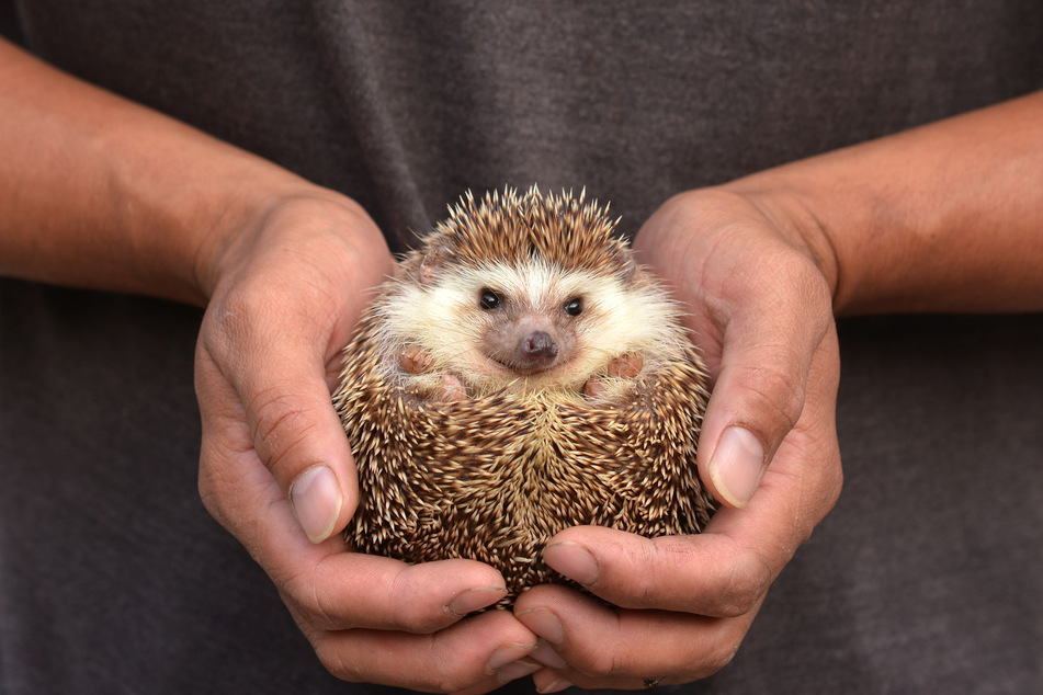 Der 25-Jährige durfte seine "Igel-Kinder" nicht behalten. (Symbolbild)