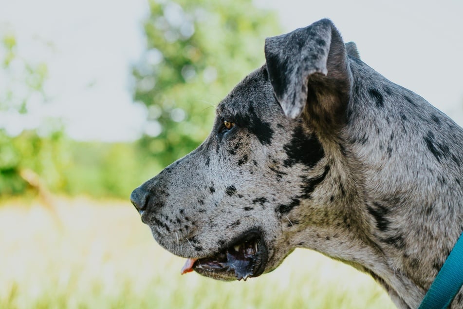 Eine Deutsche Dogge hält den Weltrekord für den größten Hund der Welt