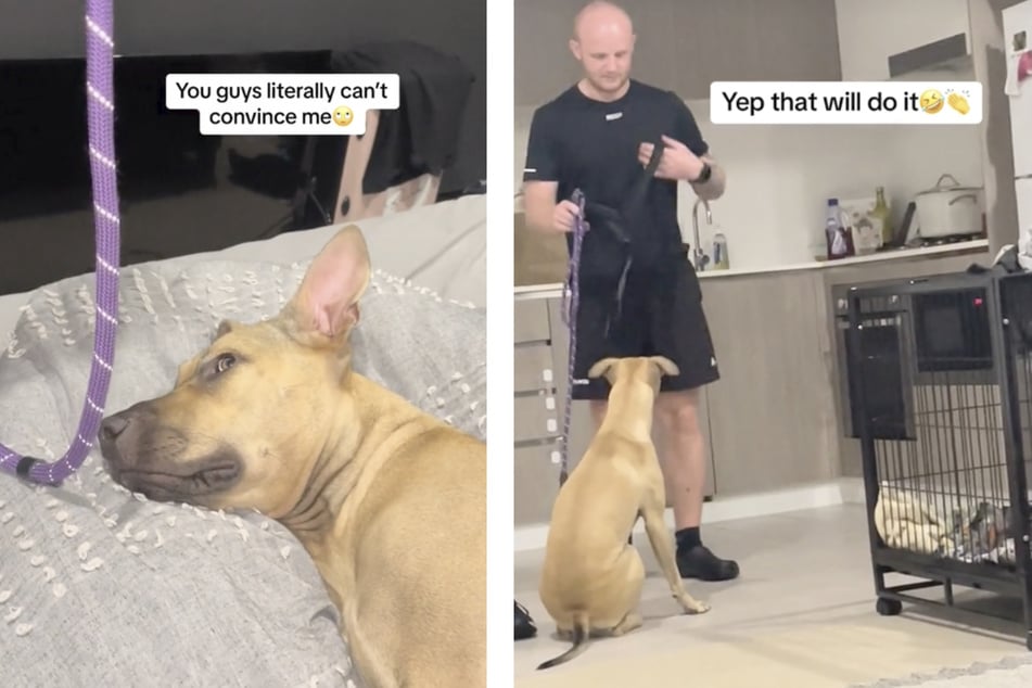 This dog's owners have to convince her to get out of bed with treats!