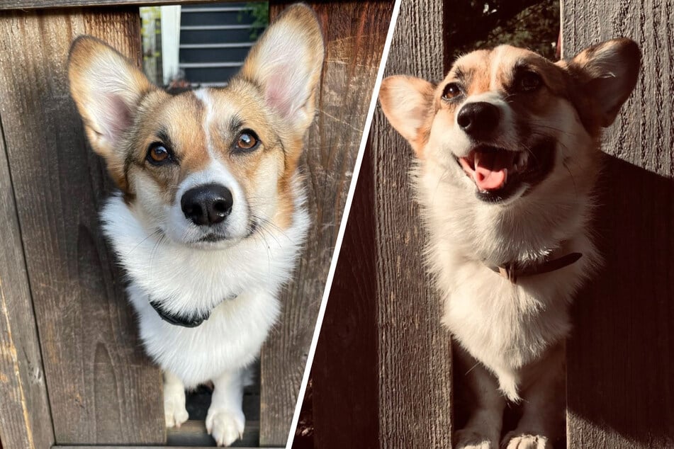 The entire neighborhood is in love with Potato the corgi.