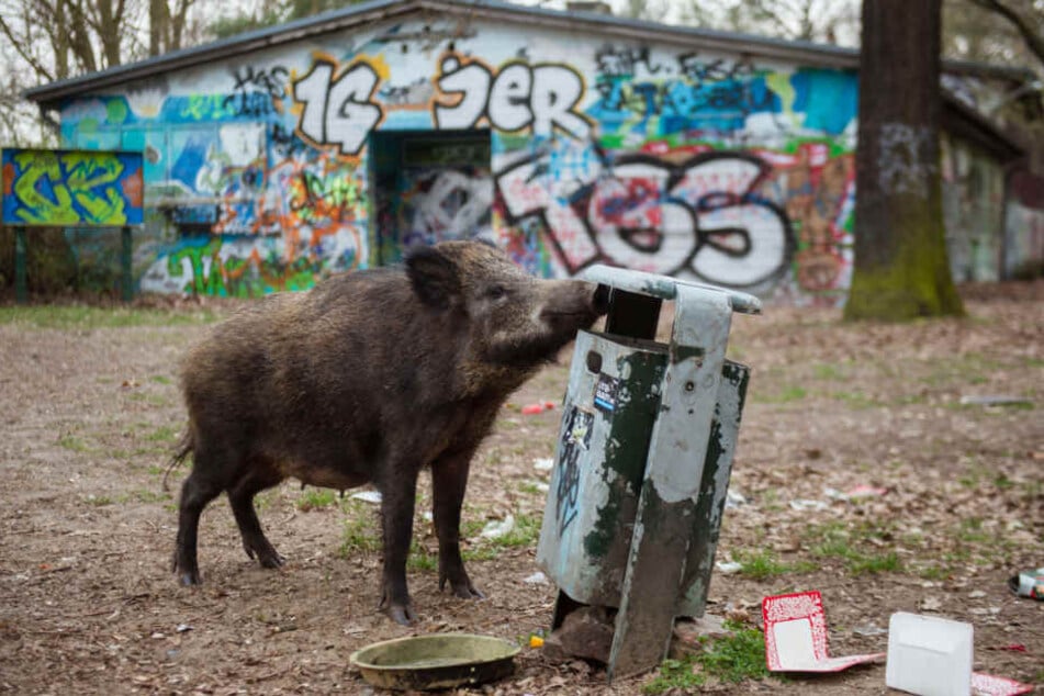 Ein weibliches Wildschwein (Bache) sucht in einem Mülleimer in einem Waldgebiet im Berliner Bezirk Tegel nach Futter.