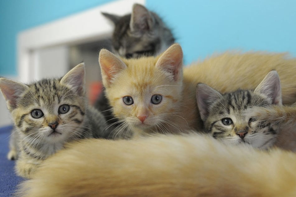 Vier kleine Katzen sind in einem Karton ausgesetzt worden (Symbolbild).