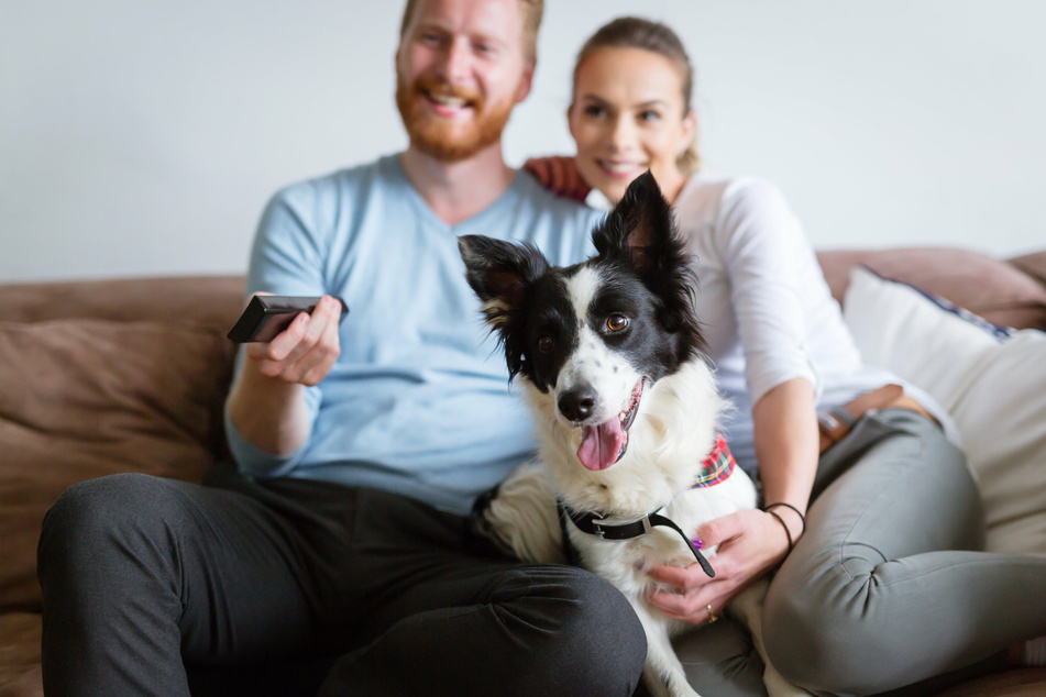 Dogs don't get excited about what's happening in TV shows. They get excited about their owners' reactions (stock image).