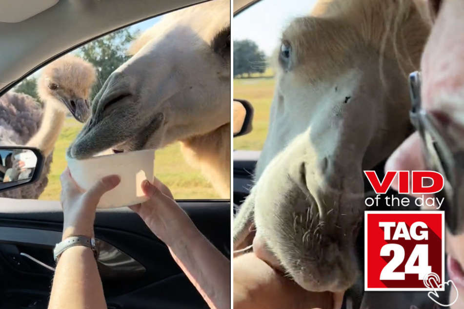 A TikTok user's grandma has a run-in with a camel at a drive-thru zoo in Tennessee.