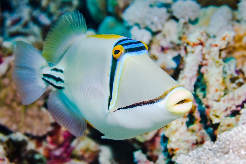 Wahrscheinlich war der Angreifer ein Drückerfisch. (Symbolfoto)