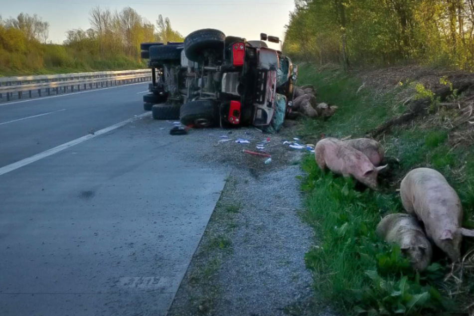 Transporter kippt um: 30 Schweine tot, Autobahn gesperrt
