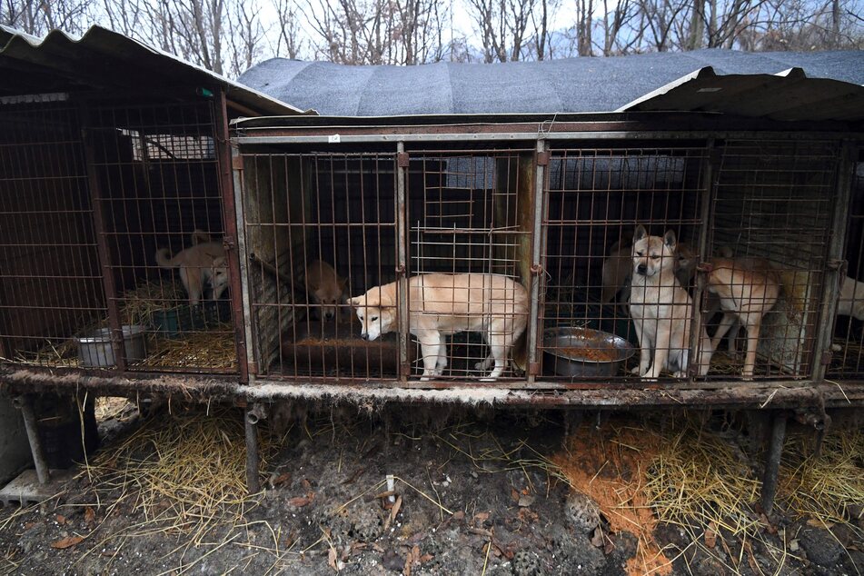 Dog farms in South Korea have long been the focus of protest by animal rights activists.