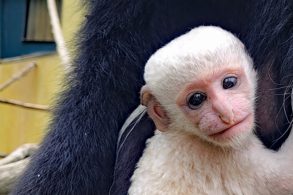 Babyalarm im Dresdner Zoo: Manteläffchen ist Mamas Liebling