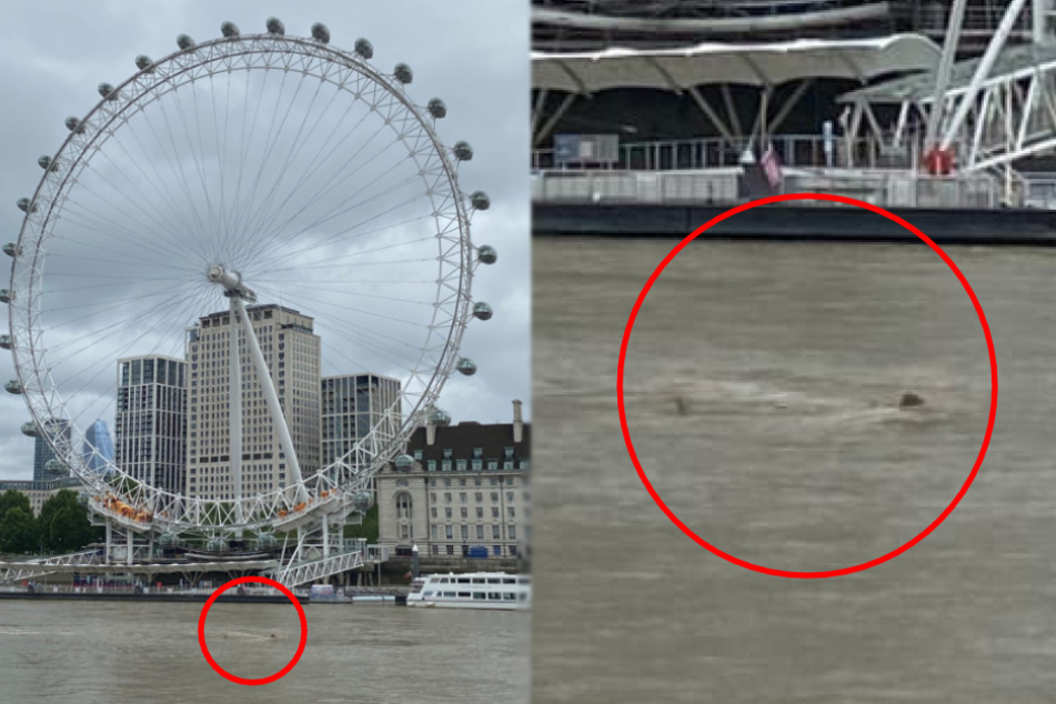 Angst in London: Schwimmt da ein Hai in der Themse?