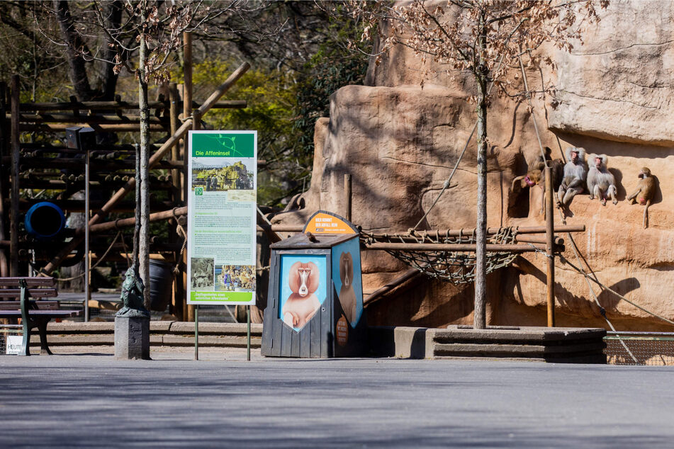 Paviane in ihrem Gehege im Kölner Zoo. Wegen der hohen Corona-Zahlen müssen Besucher des Zoos ab Montag am Eingang einen negativen Schnelltest vorlegen.