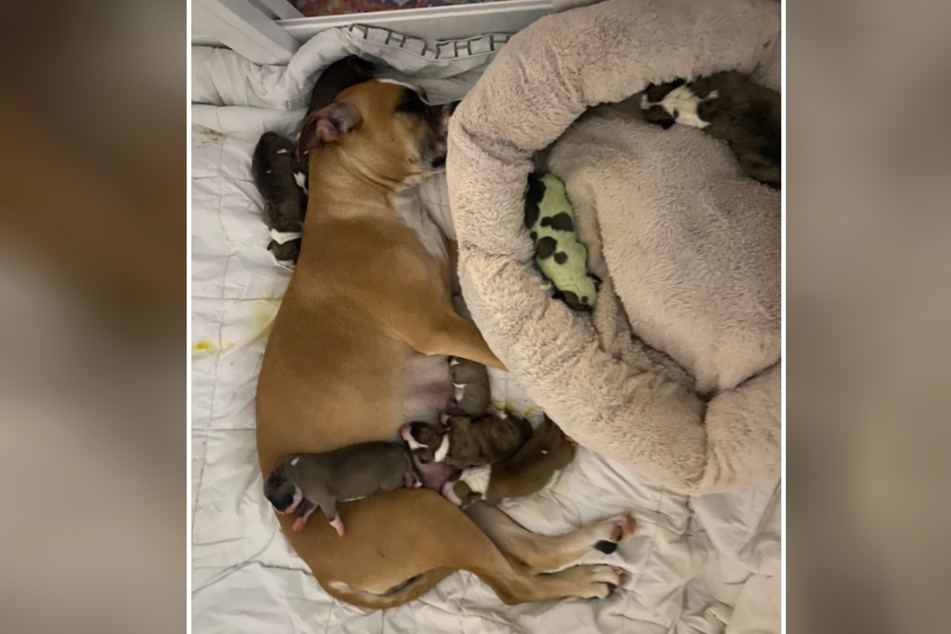 Die Welpen und die Hunde-Mama haben sich alle von der Geburt erholt.