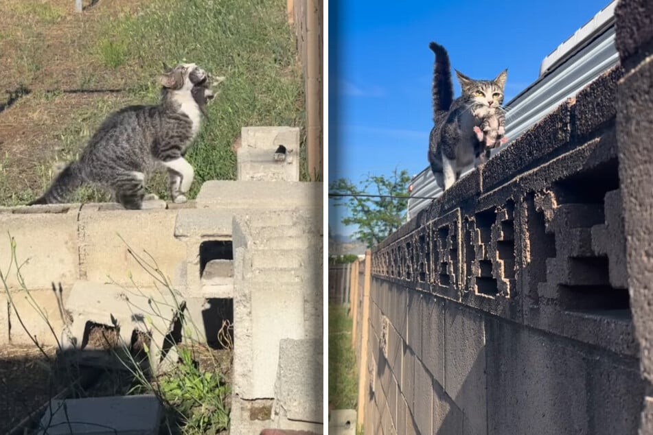 Frau ist überrascht, was Katze im Maul hat: Doch die Fellnase fängt erst an