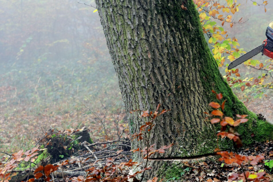 Der Mann wurde von einem Baum erschlagen. (Symbolbild)