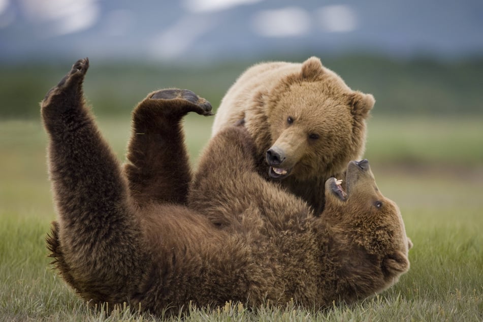 Zwei Braunbären tollen in einem Nationalpark in Alaska herum - sie gelten als natürliche Feinde des Wolfs. In Sachsen werden sie dennoch nicht ausgewildert.