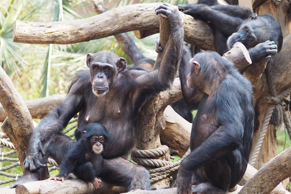 Schimpanse Robert (†47) wurde von seinen Artgenossen im Leipziger Zoo in den Tod getrieben. (Archivbild)
