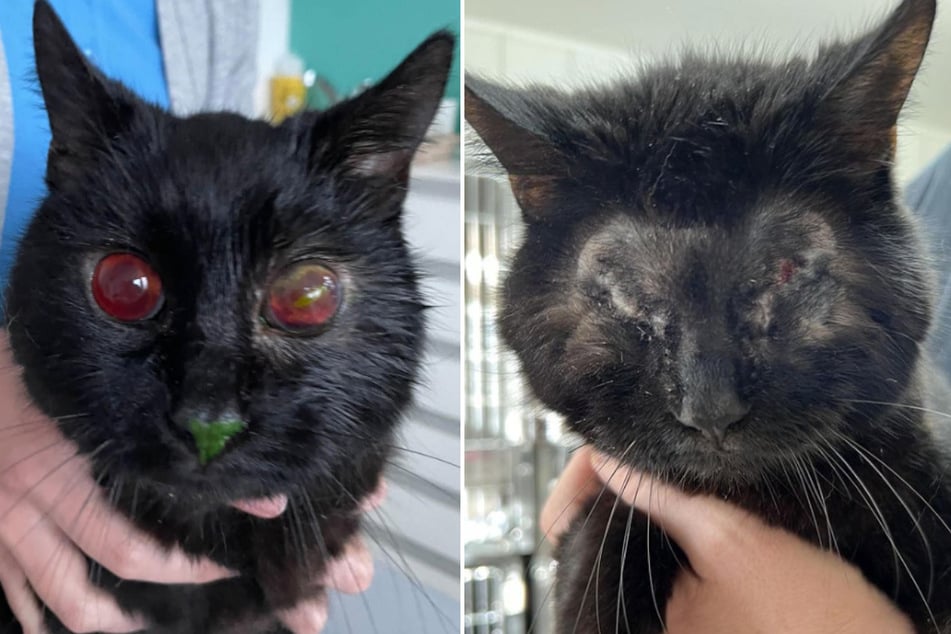 Die schwarze Katzen-Omi kam noch mit Augen ins Tierheim Bergheim, doch da war sie bereits blind.