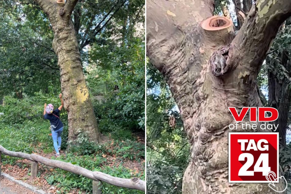 This squirrel caught an acorn thrown by a woman on the ground after a few failed attempts!