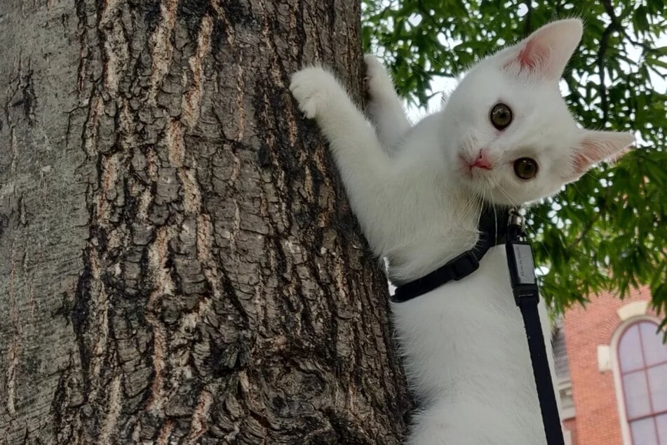 Der kleine Kater Midas musste vergangene Woche in die Notaufnahme.