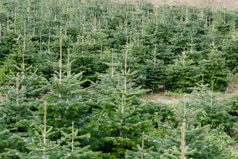 Diebe klauen 80 Weihnachtsbäume in Raststatt. (Symbolbild)