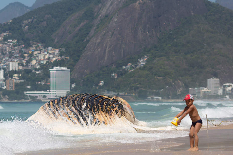 Ein 30 Tonnen schwerer Wal wurde in Brasilien angeschwemmt. Ein kleiner Junge spielt vor dem riesigen Tier.