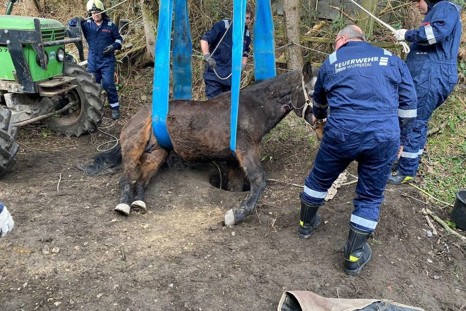 Eine Tierrettungseinheit der Feuerwehr Wuppertal befreite das Pferd in Velbert aus seiner Notlage.