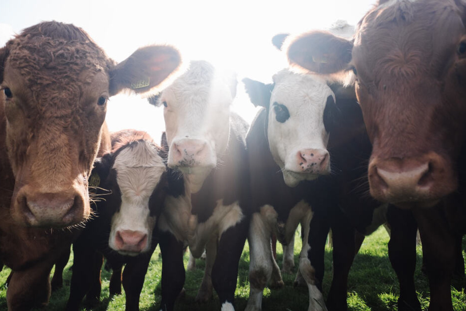 Zur Herstellung von Tierprodukten werden viel Platz und vor allem jede Menge wertvolle Ressourcen benötigt.