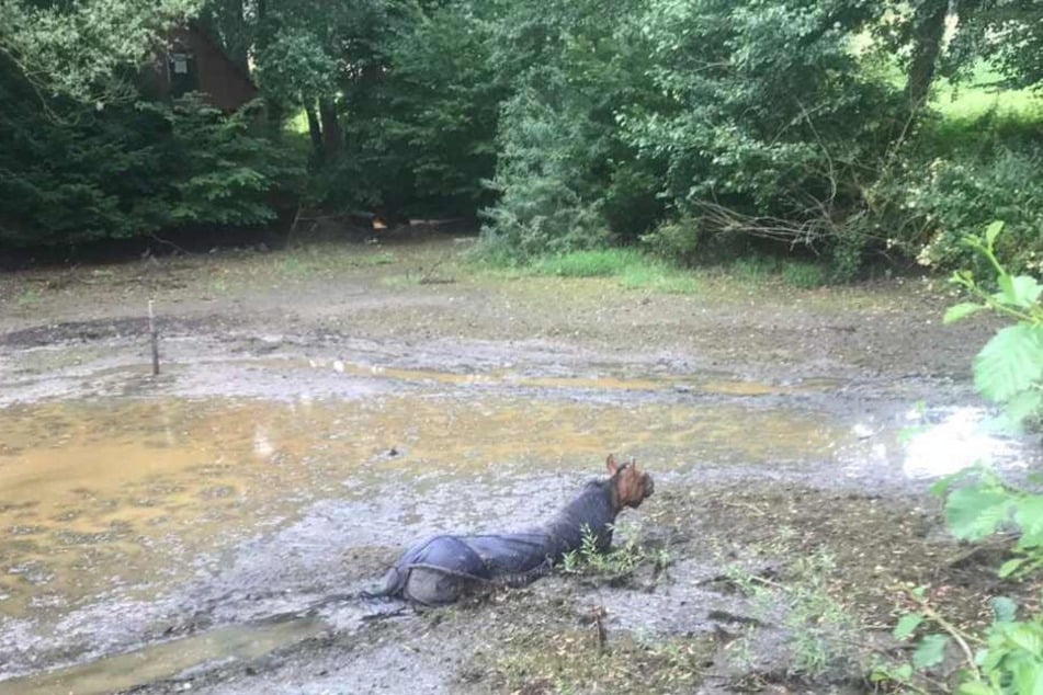 Die Flucht des Pferdes von einer Weide endete in diesem Tümpel, bevor die Feuerwehr es dann befreien konnte.