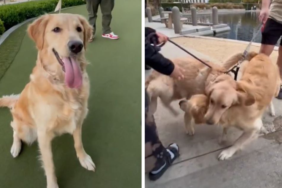 Was war denn da los? Zwei Golden-Retriever-Weibchen fielen überschwänglich übereinander her.