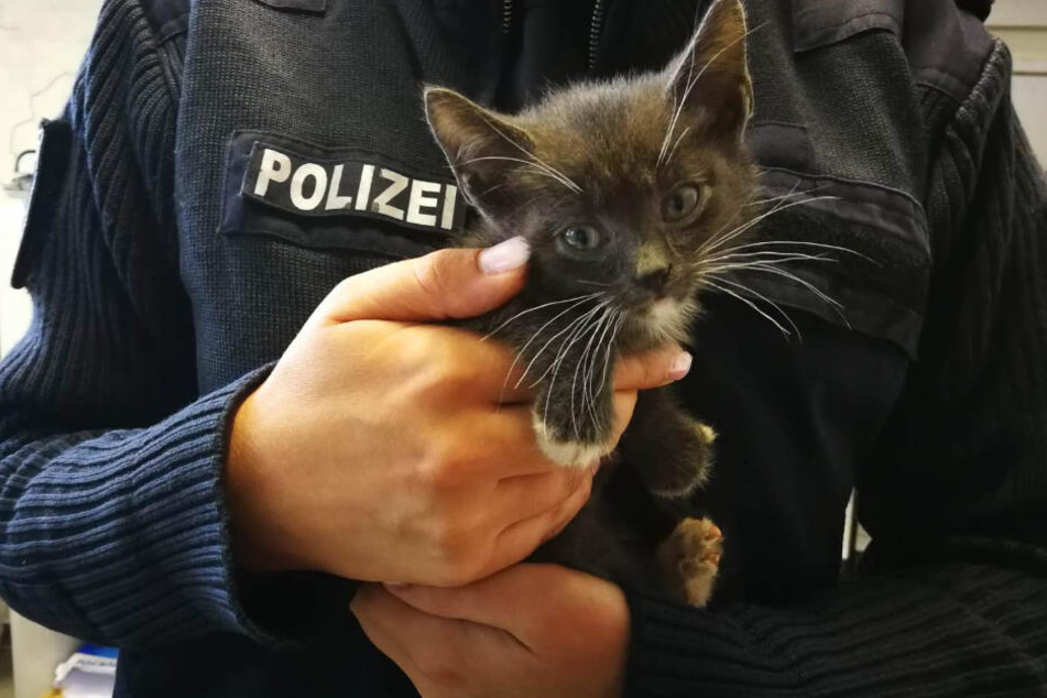 Eine Polizistin hält eine der jungen Katzen in ihren Händen.