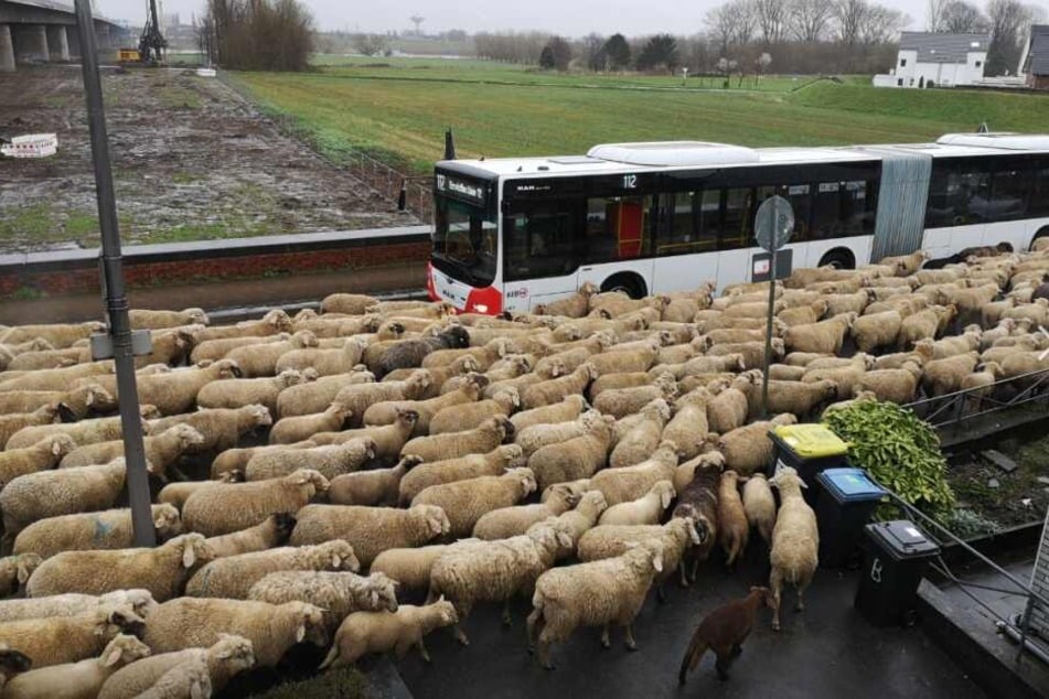 Die Schafherde umzingelte den Bus regelrecht.