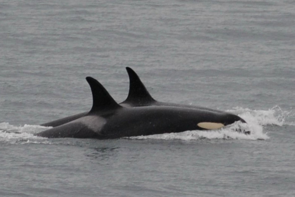 Dieses vom Center for Whale Research zur Verfügung gestellte Foto zeigt den Orca namens J-35 (vorne) beim Schwimmen mit Artgenossen.