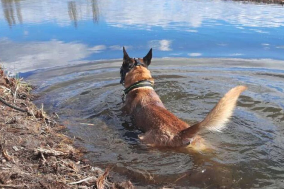 Der arbeitswillige Hund mag es, im Wasser zu toben.