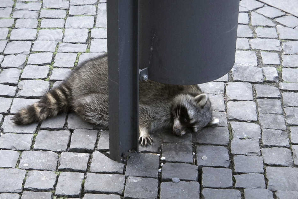 Der geschwächte Waschbär hatte sich unter einen Abfalleimer gelegt, um sich auszuruhen.