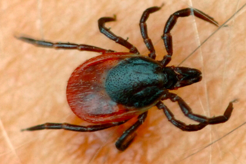 Eine Zecke krabbelt auf der Haut eines Menschen.